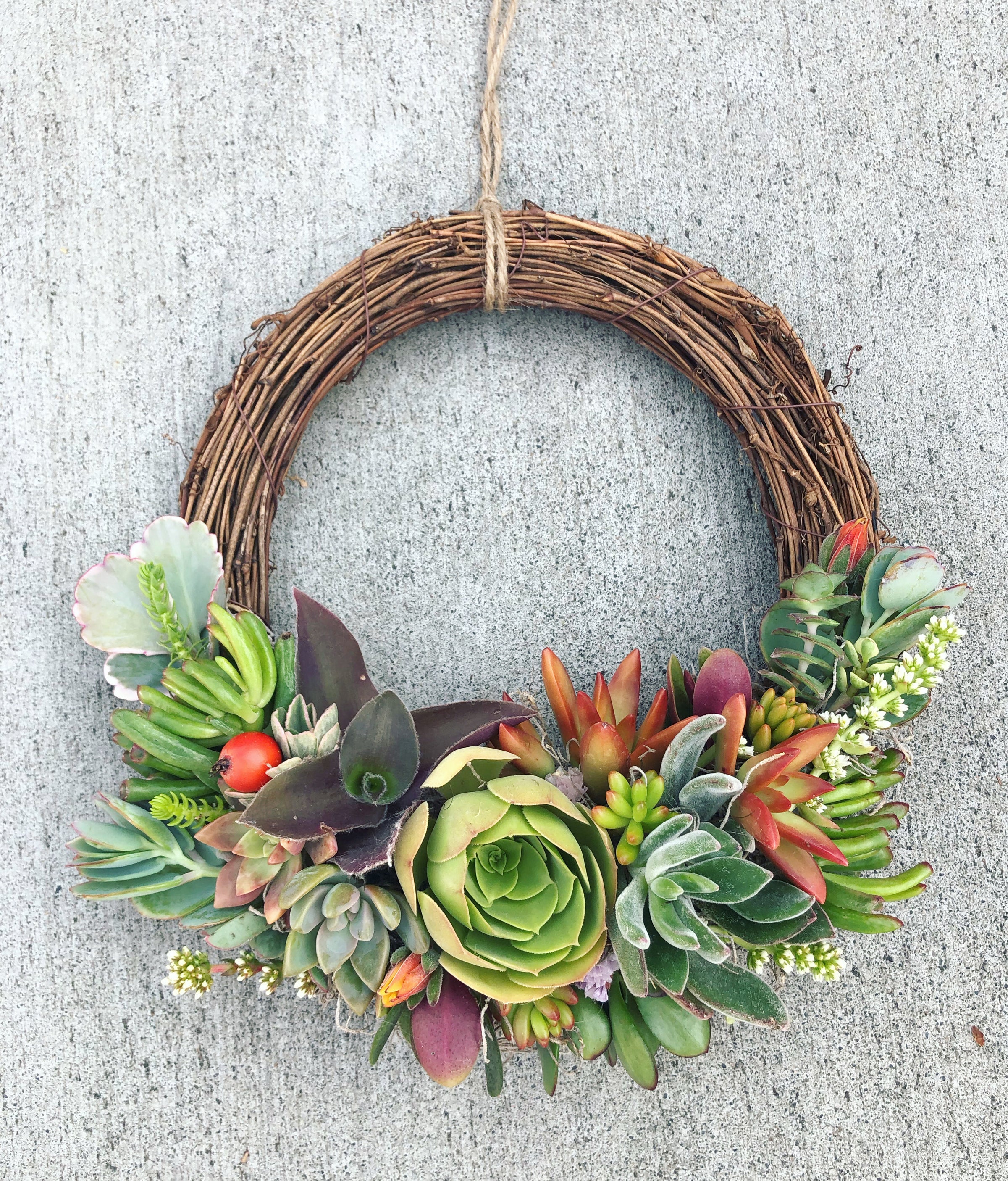 Handmade Grapevine Succulent Wreath with living succulents | WestWind  Succulents (925)989-1909