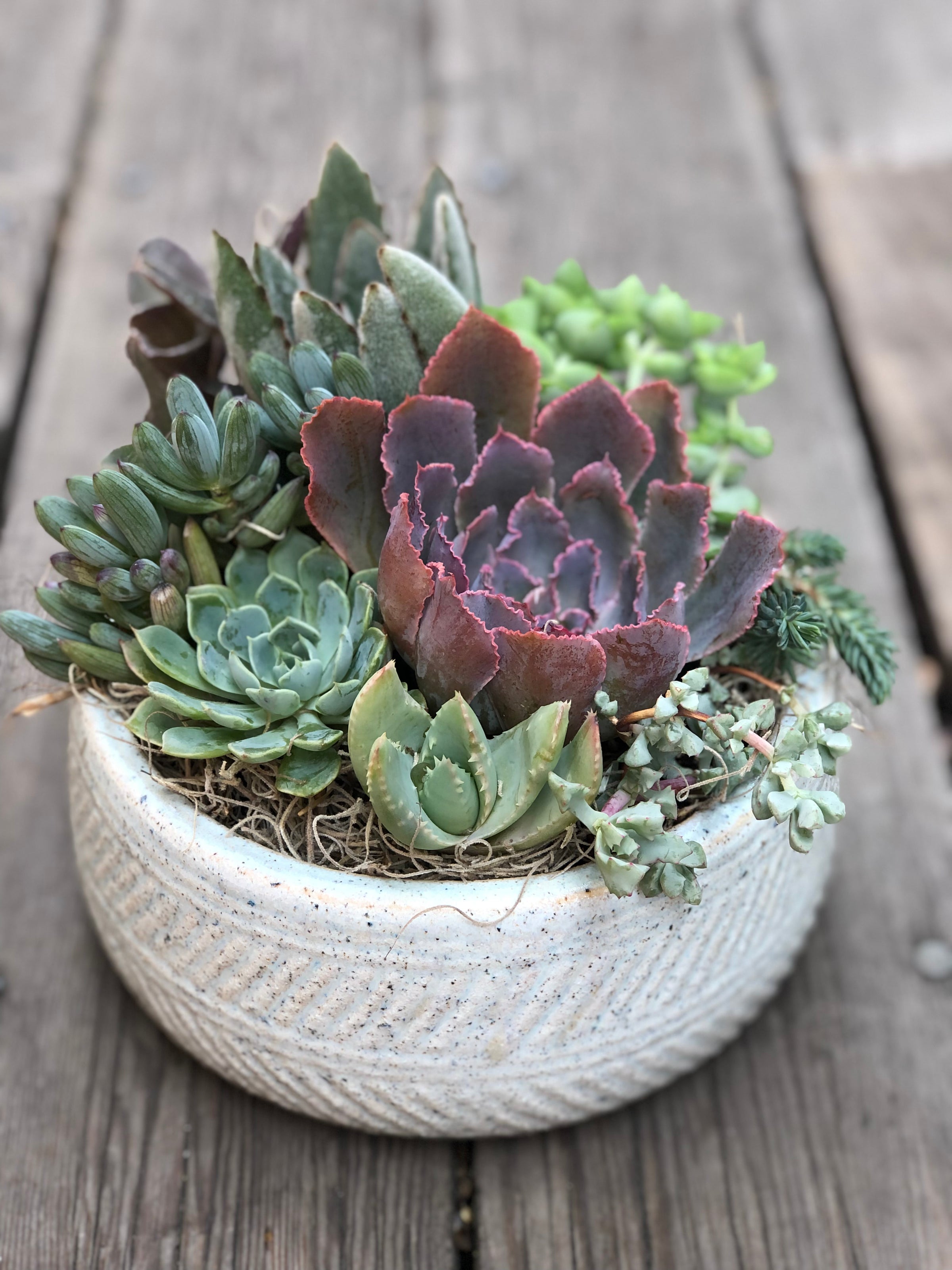 buy aloe vera plant near me Aloe Vera