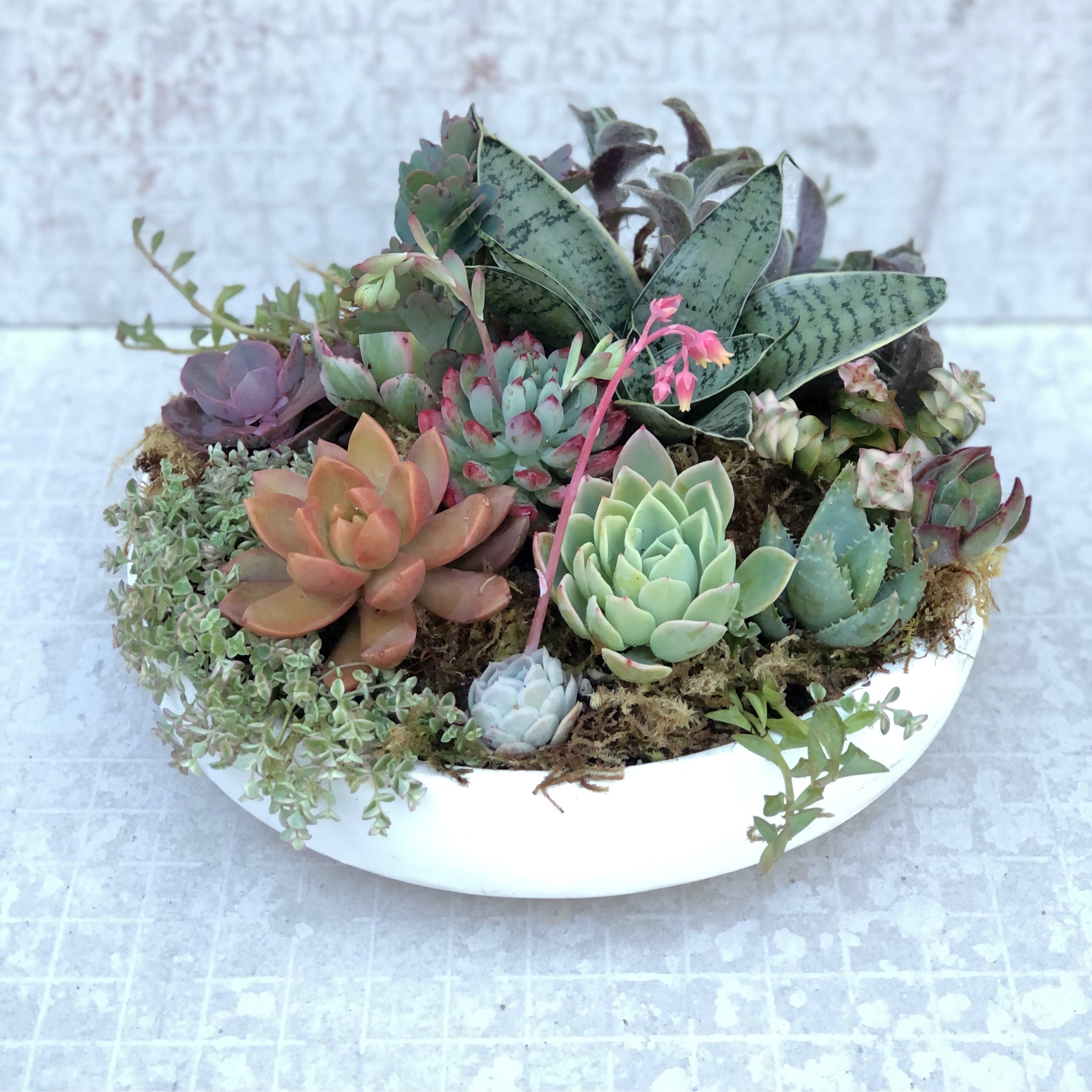 mothers day succulent arrangement, succulent gifts, potted plants. |  WestWind Succulents (925)989-1909